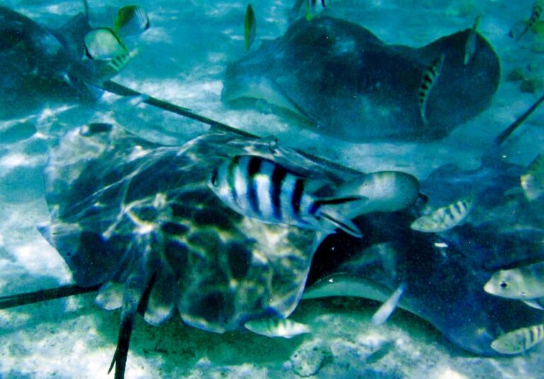 Marine life in the Bora Bora lagoon